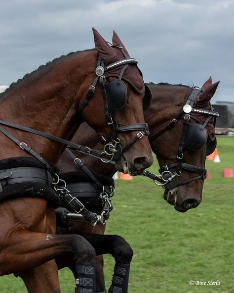 Photo by Sierla on Instagram: “#horsedriving #carriage #horsepower #action #sport #hest #hestevognskørsel #horse #pony” Horse Driving, Driving Horses, Horse Pony, English Riding, Horse Carriage, Vision Board, Horses, Animals, On Instagram