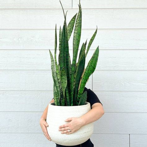 8 Best Pots for Snake Plants: Sustain Those Succulents - Gardening Products Review Snake Plant By Mirror, Pots For Snake Plants, Snake Plant Pot Ideas, Snake Plant Aesthetic, Snake Plant Pot, Large Snake Plant, Variegated Snake Plant, Snake Plant Decor, Snake Plant Indoor