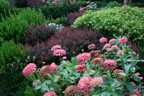 Like it Weigela Wine And Roses, Pink Diamond Hydrangea, Pink Zinnias, Flower Colouring In, Plant Combos, Florida Plants, Coral Bells, Companion Plants, Flower Colors