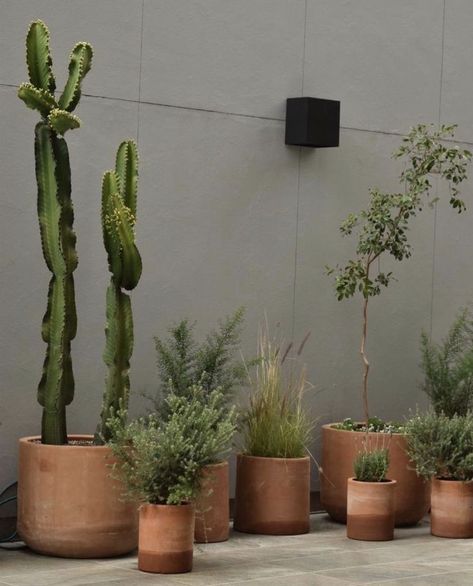 Cactus In Terracotta Pot, Italian Terrace, Rental Garden, Side Walkway, Terracotta Garden, Large Terracotta Pots, Casa Country, Living Room Plants, Terracotta Plant Pots