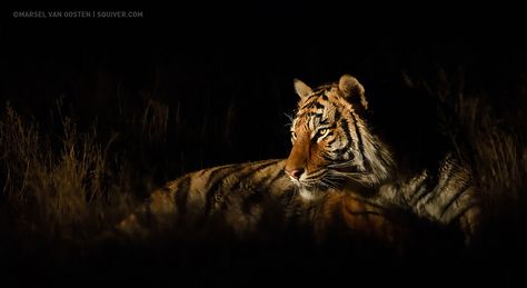 If you wonder why you hardly ever see night photographs of wild tigers; the reason is that the tiger parks in India close at sunset. No one is allowed to stay inside after dark. This image was shot at a so called ex situ tiger conservation project in South Africa, where the only population of wild tigers lives outside of the Indian continent. I strongly believe in this revolutionary project, and our company has been running tiger photography safaris there for many years now. By bringing pay... Tiger Fotografie, Running Tiger, Tiger Conservation, Tiger Photography, Tiger Images, The Sky Is Falling, Tiger Painting, Wild Tiger, Exotic Cats