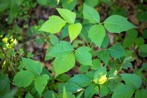 Poison Ivy Plant, Poison Ivy Vine, Ivy Tree, Poison Ivy Plants, Poison Garden, Ivy Plant, Ivy Vine, Poisonous Plants, Poison Ivy