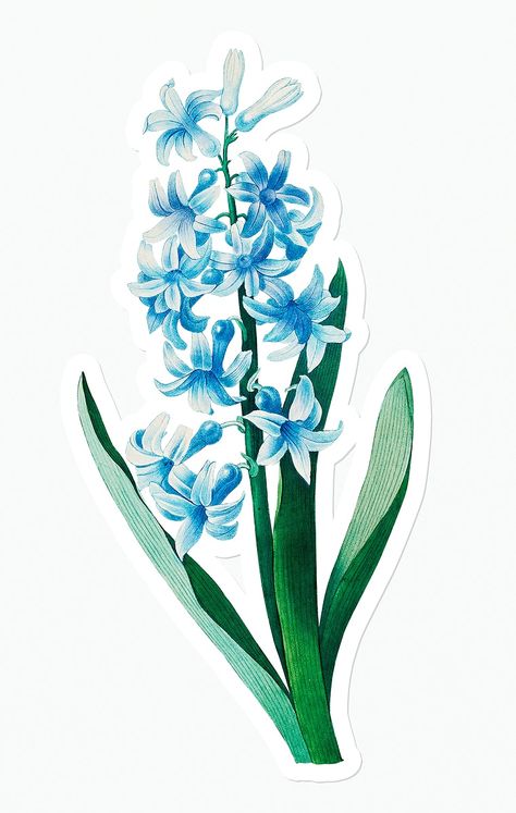 Hyancith Flower, Blue Hyacinth Flower, Hyacinth Flower, Blue Hyacinth, Flower Logo, Beautiful Blooms, Free Illustrations, Printable Stickers, Design Resources