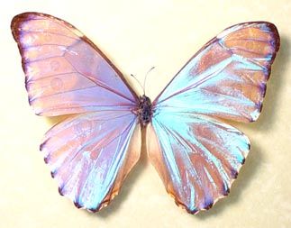 Iridescent Butterfly Wings, Iridescent Butterfly Tattoo, Dead Butterfly, Clear Butterfly, Shiny Butterfly, Real Butterflies, Iridescent Butterfly, Framed Butterfly, Square Background