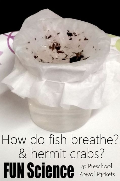 How do fish breathe? What about hermit crabs? Use this simple and fun experiment to find out!! Perfect for preschool, kindergarten, and elementary school! Ocean Theme Preschool, Pets Preschool Theme, Fish Activities, Preschool Science Activities, Hermit Crabs, Kid Experiments, Kids Fishing, Kindergarten Science, Pet Fish