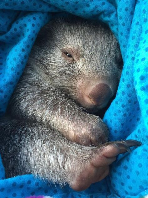 Baby Wombat Cute Wombat, Baby Wombat, Baby Sloth, Cute Photo, Australian Animals, Cute Creatures, Sweet Animals, Animal Photo, Nature Animals