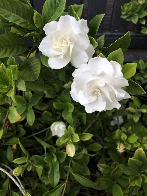 Gardenia Aesthetic, Gardina Flowers, Gardenia Background, White Gardenia Aesthetic, Yellow Gardenia Flowers, White Gardenia Candle, Herbal Plants, Moon Garden, Beautiful Flowers Garden