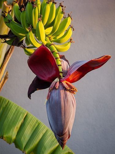 Banana Trees, Banana Blossom, Banana Flower, Tropical Painting, Banana Plants, Banana Tree, Fruit Painting, Unusual Flowers, Exotic Fruit