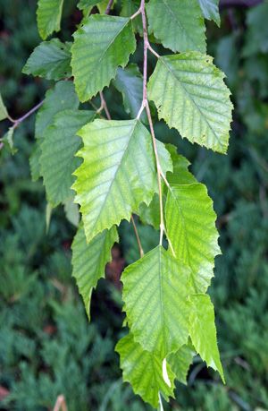 River Birch, Betula nigra – Wisconsin Horticulture Understory Trees, November Bujo, Betula Nigra, Shakespeare Garden, Plant Paintings, Birch Leaves, Wild Foraging, River Birch, Birch Leaf