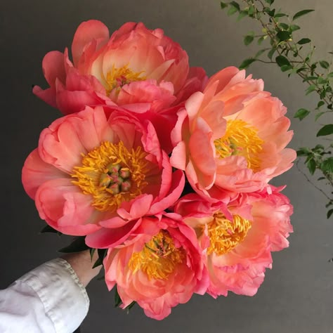 beth harris on Instagram: “peony coral sunset.  first variety to bloom” Coral Sunset Peony, Peony Types, Coral Peony Bouquet, April Goals, Orange Peonies, Fleur Aesthetic, Coral Peony, Coral Sunset, Peony Colors