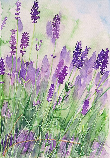 Parfum de la Provence | Teil eines Lavendelfelds in Aquarell… | Flickr Watercolor Beginner, Watercolor Paintings Easy, Watercolor Ideas, Fall Watercolor, Hur Man Målar, Cat Air, 수채화 그림, Canvas Ideas, Ink Drawings