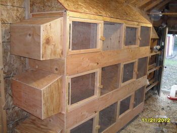 Our new breeding / brooder / grow out pens Chicken Breeding Pens, Chicken Breeding, Quail Coop, Chicken Brooder, Gamebirds, Raising Quail, Chicken Pen, Raising Rabbits, Backyard Chicken Farming