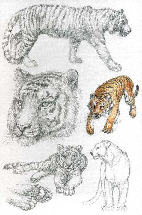 Bengal Tiger Drawing, Animal Sketches Easy, Tiger Sketch, Tiger Drawing, Cat Anatomy, Big Cats Art, Anatomy Sketches, Cats Artists, Creature Drawings