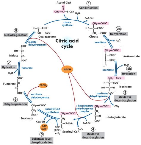 Carbon Molecule, Citric Acid Cycle, Med School Study, Biochemistry Notes, Acetyl Coa, Krebs Cycle, Study Chemistry, Study Biology, Basic Anatomy And Physiology