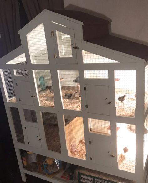 indoor quail pen Indoor Quail, Quail Coop Ideas Diy, Quail Egg Holder, Quail Pen, Quail House, Button Quail, Quail Coop, Best Pen, Chicken Accessories