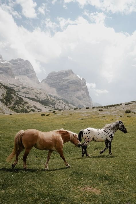 Pretty Horses Aesthetic, Wild Horses Aesthetic, Wild Horse Photography, Horse Moodboard, Horse Rider Aesthetic, Horses In Pasture, Horse Forest, Horse Gif, Photos Of Horses