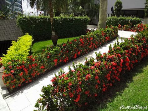 Dracena Plant, Ixora Coccinea, Tillandsia Usneoides, Beautiful Gardens Landscape, Vertical Vegetable Gardens, Porch Landscaping, Front Garden Landscape, Front Yard Design, Front Yard Garden Design