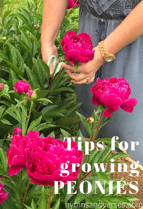 My Tips for Growing Peonies Where To Plant Peonies, Plant Peonies, How To Grow Peonies, Spiritual Garden Ideas, Grow Peonies, Peony Care, Spiritual Garden, Planting Peonies, Growing Peonies