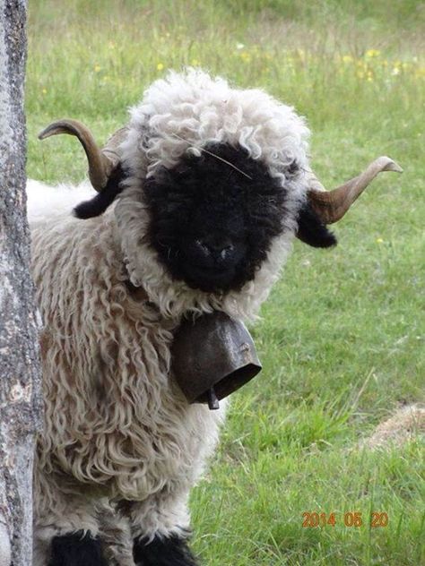 Hello, sheep with bell Sheep Fursona, Scottish Sheep, Blacknose Sheep, Valais Blacknose, Study Things, Valais Blacknose Sheep, Dream Jobs, Animal Reference, Domestic Animals