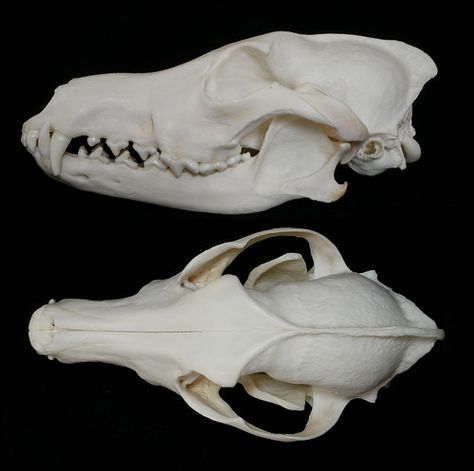 Crâne de Coyote / Coyote Skull (Canis latrans) | Flickr - Photo Sharing! Coyote Skeleton, Vulture Marvel, Canine Skull, Sleeve Inspiration, Coyote Skull, Skull Anatomy, Skull Reference, Skeleton Anatomy, Wolf Skull