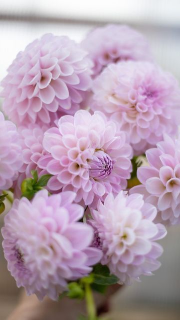 Megan Dean Dahlia, Daliah Flower, David 8, Grow Dahlias, Fav Flower, Purple Dahlia, Growing Dahlias, Dahlia Flowers, Dahlia Flower