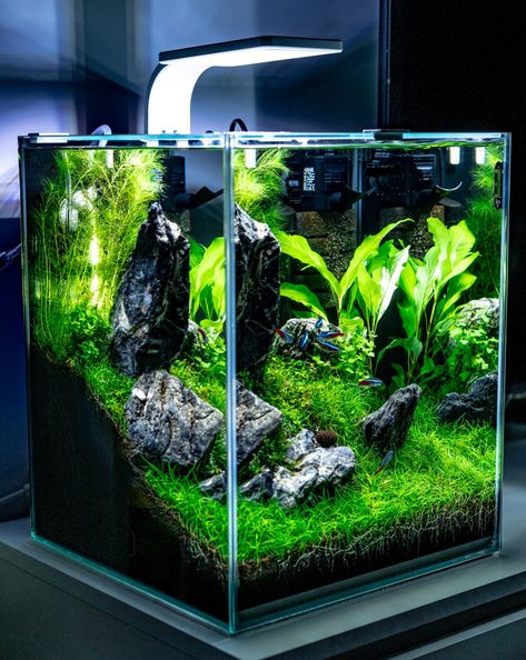 Shrimp Aquascape, Mini Aquascape, Cube Aquascape, Cube Aquarium, Aqua Tank, Aquascape Design, Fresh Water Fish Tank, Nano Aquarium, Shrimp Tank