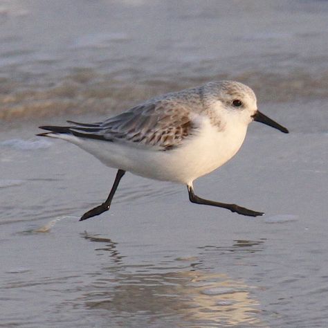 sandpiper running on sea shore♥ Troubeld times I ran to your shore ..and find calm waters and open arms ...appreciate♥ Shore Bird Art, Sandpiper Bird, Coronado California, Coastal Birds, Silver Strand, Shorebirds, Sea Shore, All Birds, Arte Animal