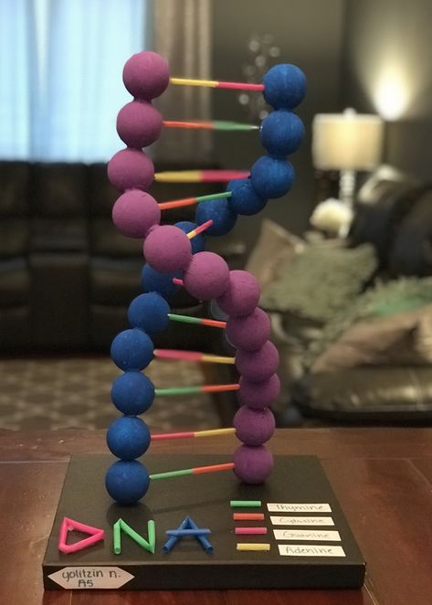 Dna Model Project Diy How To Make, Biology Project Ideas School, Model Of Dna Project, Dna Models Projects, Science Experiments For Science Fair, Dna Strand Project, Easy Dna Model Project, Dna School Project, Dna Molecule Project