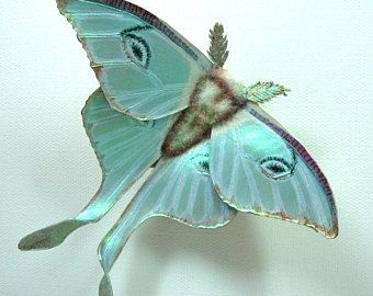 Moth Brooch, Cute Moth, Papillon Butterfly, Moth Wings, Moon Moth, Cool Bugs, Beautiful Bugs, Luna Moth, Bugs And Insects