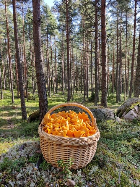 Mushroom Picking, Forest Mushrooms, Farm Lifestyle, Cottage In The Woods, Autumn Aesthetic, Farm Gardens, Dream Garden, Country Life, Farm Life