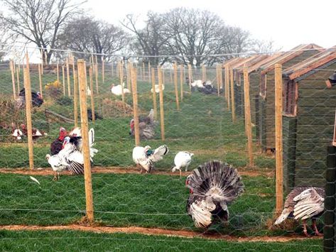 Turkey Breeding Pens, Turkey Farming Ideas, Turkey Pens Ideas, Breeding Pens For Chickens, Turkey House Coop, Turkey Pen Ideas, Turkey Housing, Turkey Coop Ideas, Chicken Breeding Pens