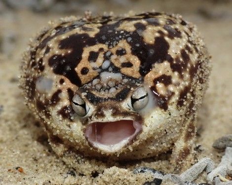 namaqua rain frog, Breviceps namaquensis (4) Rain Frogs, Rain Frog, Desert Rain, Cold Blooded, Funny Frogs, Salamanders, Frog And Toad, Reptiles And Amphibians, Cute Frogs