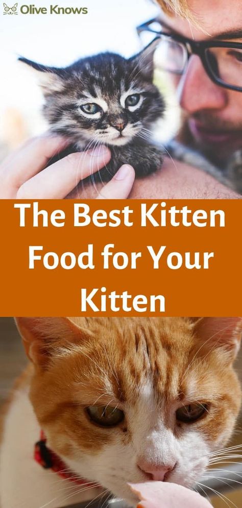 Best Kitten Food for Your Little Feline: 2022 Edition - OliveKnows Kitten Food Homemade, Raising Kittens, Diy Cat Food, Healthy Cat Food, Kitten Formula, Kitten Treats, Homemade Cat Food, Cat Food Brands, Cat Tips