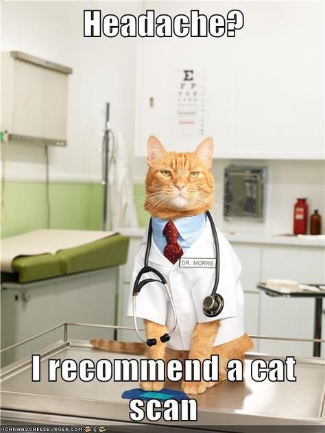 Headache? I recommend a cat scan Doctor Cat, Funny Cat Memes, Funny Cat Pictures, Cat Health, The Funny, Silly Cats, All About Cats, Crazy Cat Lady, Funny Cat