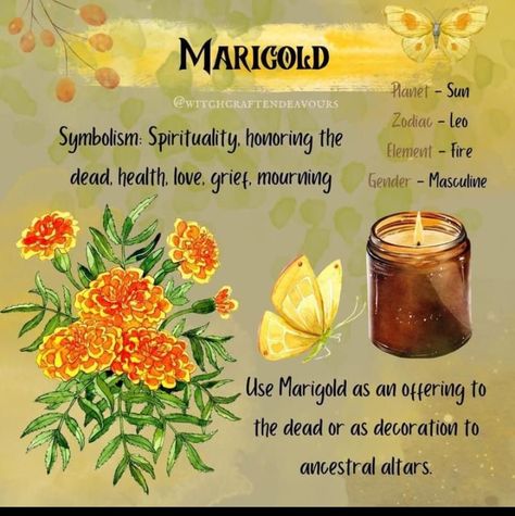 Marigold Witchcraft, Marigold Magical Properties, Spiritual Herbalism, Magick Correspondences, Marigold Magic, Witchy Plants, Herb Magick, Magick Herbs, Magickal Correspondences