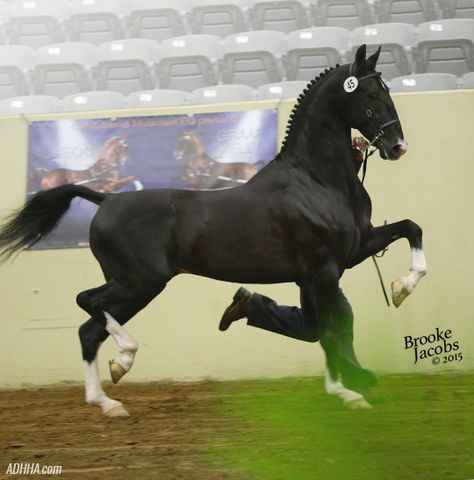 Dutch Harness Horse Dutch Harness Horse, Barren Land, Hackney Horse, Horse Markings, Barrel Racing Saddles, Warmblood Horses, Pony Breeds, Horse Show Clothes, Hand Harness