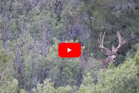 YouTube: SKYNIC HUNTING This mule deer is the buck of a lifetime! One of the most satisfying aspects of hunting is when you finally close the deal on a buck with which you have an extensive history. The more trail cameras and close encounters you have with the animal, the sweeter it is when you finally harvest the […] The post Hunters Spot and Stalk 250-Inch Mule Deer of a Lifetime in Utah appeared first on Wide Open Spaces. Mule Deer Hunting, Mule Deer Buck, Big Deer, Trail Cameras, Tractor Attachments, Wide Open Spaces, Mule Deer, Close Encounters, Most Satisfying