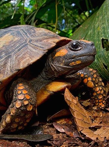 Yellow-footed Tortoise or Brazilian Giant Tortoise (Chelonoidis denticulatus) - found in the Amazon Basin of South America. by Lucas M. Bustamante Tortoise Vivarium, Red Footed Tortoise, Small Tortoise, Tortoise Care, Photo Yellow, American National Parks, Giant Tortoise, Easy Pets, Pet Enclosure