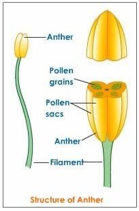 Diagram Of A Flower, Flower Parts, Biology Plants, Learning Websites For Kids, Biology Worksheet, Study Biology, Plant Study, Basic Anatomy And Physiology, Biology Teacher