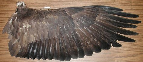 Feather Anatomy, Chain Saw Carving, Bald Eagle Feather, Wing Anatomy, Bird Anatomy, Eagle Feather, Wings Like Eagles, Eagles Wings, Eagle Feathers