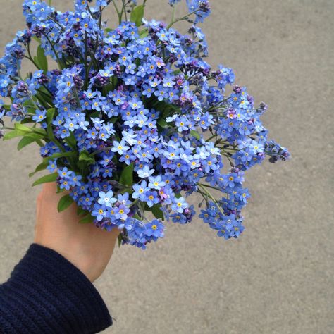 God Nature, Love And Loyalty, Twitter Post, Nothing But Flowers, Forget Me Nots, Flower Therapy, Beautiful Bouquet Of Flowers, Pretty Flower, Nature Plants