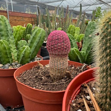 😁😁😂😂 Rainbow Hedgehog Cactus - Echinocereus rigidissimus ‘Rubispinus’….. Strawberry Hedgehog Cactus, Ric Rac Cactus, Hedgehog Cactus, Bunny Ear Cactus, Echinopsis Cactus, Hylocereus Undatus, Cactus, Rainbow