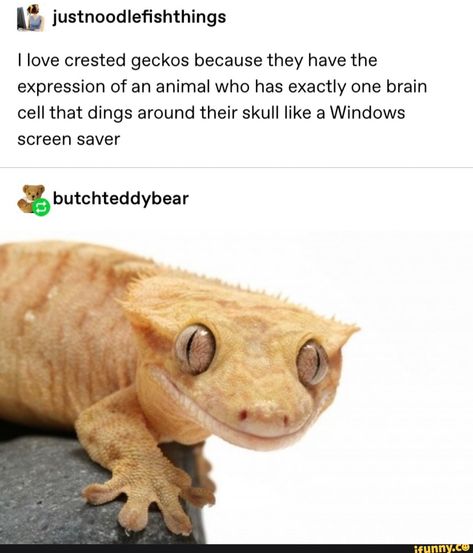 Reptile Memes Hilarious, One Brain Cell, Crested Geckos, Cute Reptiles, Crested Gecko, Screen Saver, Reptiles And Amphibians, Lizards, What’s Going On