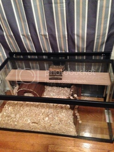 Watch me build up my tank! :) - Hamster Central 40 Gallon Hamster Tank, Hamster Tank, Pet Rodents, Aspen Wood, Syrian Hamster, Litter Tray, Uk Post, Graduation Day, Rodents