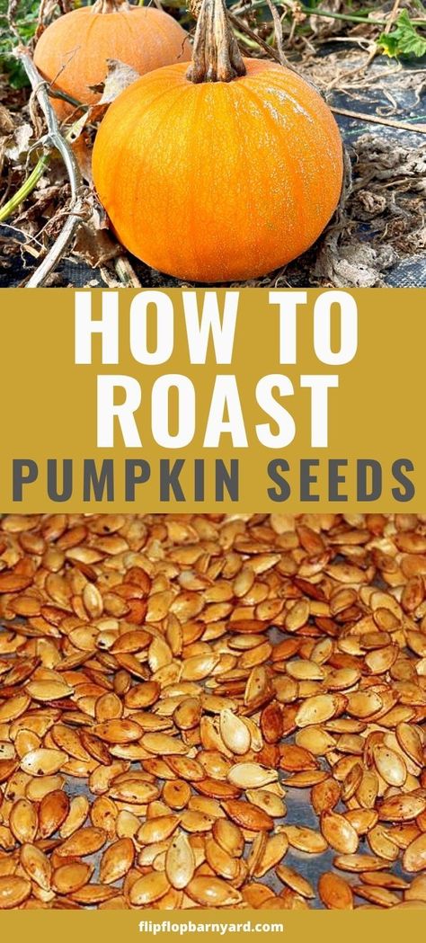 Oven Roasted Pumpkin Seeds, How To Roast Pumpkin, Cooking Pumpkin Seeds, Roast Pumpkin Seeds, Pumpkin Pulp, Pumpkin Seed Recipes, Scratch Cooking, Seed Recipes, How To Roast