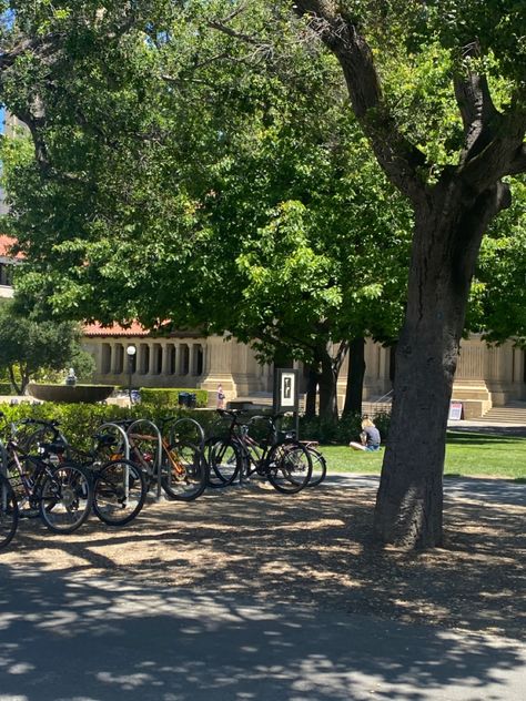 Stanford University Aesthetic Campus, Stanford Student Aesthetic, Teen Girl Movies, Stanford University Aesthetic, Stanford Aesthetic, Girlboss Energy, Boy Brunette, Stanford University Campus, Stanford Campus