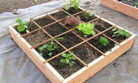 How To Space Vegetables In A Raised Bed | Epic Gardening Vege Garden Ideas, Square Foot Gardening Layout, Square Foot Garden, Climber Plants, Succession Planting, Front House, Gardening 101, Square Foot Gardening, Veg Garden