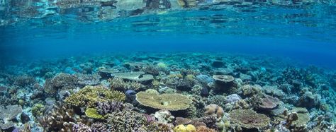 2018 – The Year for Coral Reefs Coral Reef Ecosystem, Coral Bleaching, Underwater City, Natural Ecosystem, Image Bank, Ocean Conservation, Coral Reefs, By The Ocean, Wildlife Conservation