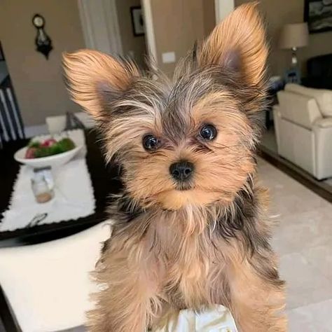 Black Yorkie Poo, Yorkie Puppy Care, Yorkie Poo Puppies, Yorkie Poodle, Yorkie Haircuts, Yorkie Puppy For Sale, Cute Dogs Images, Yorkie Terrier, Yorkie Puppies