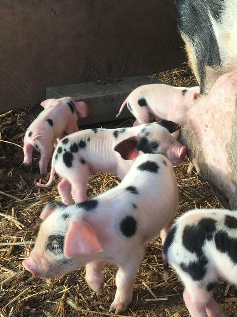 Pigs Aesthetics Farm, Farm Pets, Pig Farm, Baby Pig, Baby Farm Animals, Farm Lifestyle, Perfectly Timed Photos, Baby Pigs, Pretty Animals